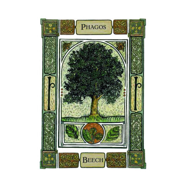 The Celtic Tree Oracle - Afbeelding 2