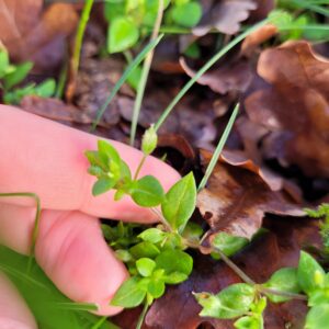 Detox wandeling (12/04/26 - 10u30)